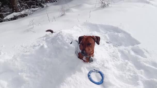 Vídeo Cão Coberto Neve Abanando Cauda Anel Azul Sua Frente — Vídeo de Stock