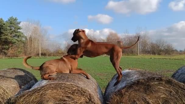 Две Чистокровные Собаки Играют Над Тюком Сена Собаки Веселятся — стоковое видео
