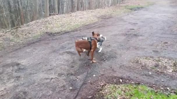 Video Due Cani Amichevoli Che Giocano Divertendosi Vicino Una Foresta — Video Stock