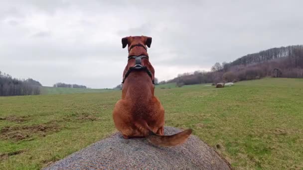 Hund Sitter Höet Tittar För Långt Och Viftar Med Svansen — Stockvideo