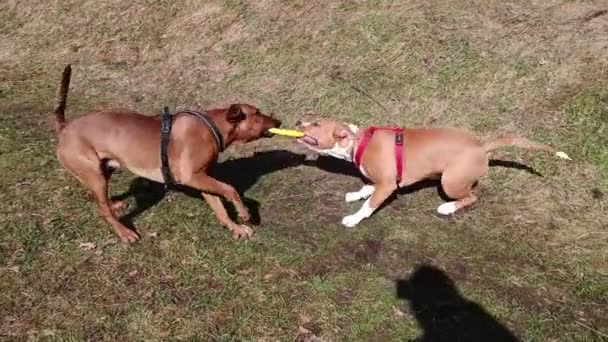 Видео Двух Чистокровных Собак Одежде Играющих Желтым Кольцом Собачий Бой — стоковое видео