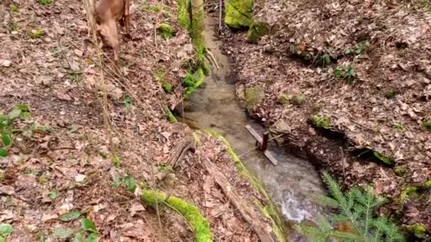 Cão Querendo Recuperar Cruz Fazendo Uma Rotação Pela Pressão Água — Vídeo de Stock