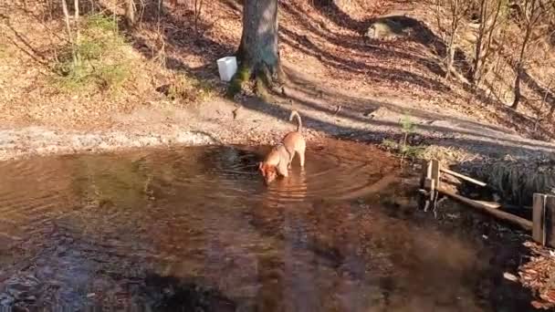 Hunde Laufen Wasser Spielen Mit Brettern — Stockvideo
