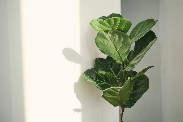 Green leaves of Fiddle Fig or Ficus Lyrata. Fiddle-leaf fig tree the popular ornamental tropical houseplant on white wall background,, Air purifying plants for home, Houseplants With Health Benefits