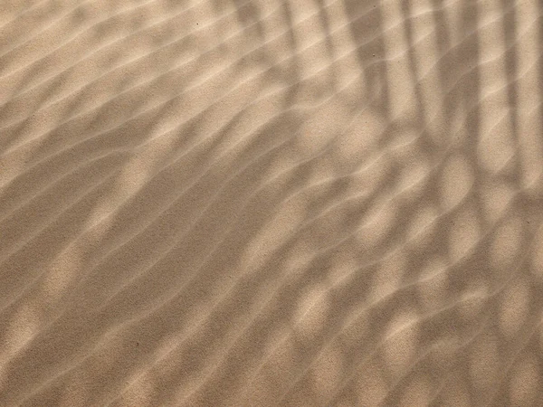 Schatten Von Palmblättern Auf Sandstrand Textur — Stockfoto