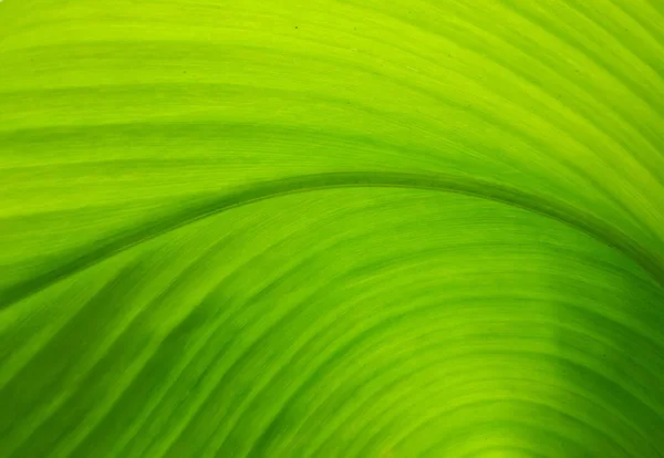 Textuur Van Een Groen Blad Als Achtergrond — Stockfoto