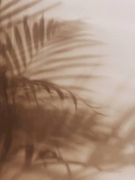 Tropical Palm Leaves Sunlight Shadows Neutral Beige Wall Aesthetic Minimalist Stockbild