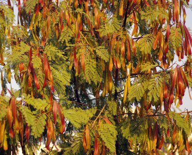 Approved beautiful tribal basket is handwoven in Pakistan, using traditional weaving technique