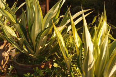 Rain water droplets on flower
