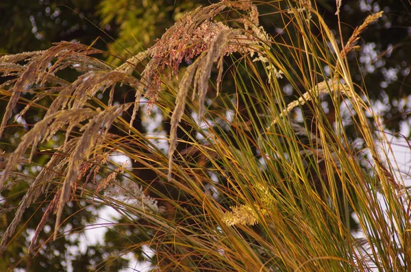 dry plants in the grass.
