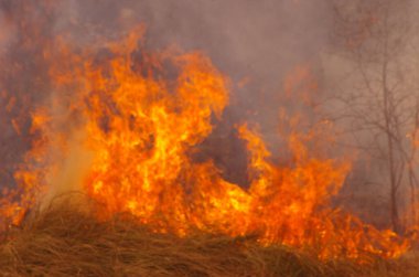 Old dry grass Burning  in fields. Flaming dry grass on a field. Forest fire.1b