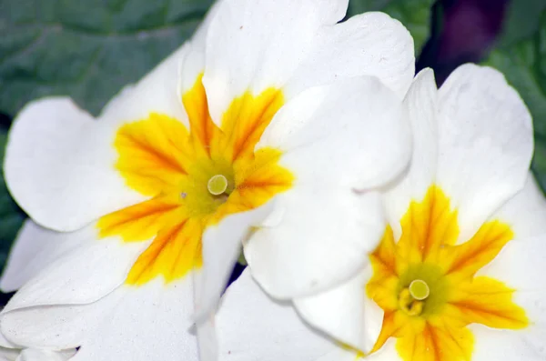 Beautiful colors of primrose in the garden. Nature background