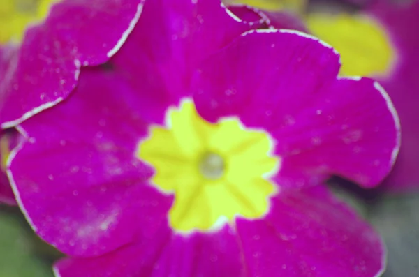 Crimson Polyanthus Flower- The Heart's Mystery1