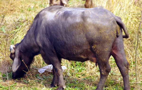 Yerel Asya su bufalosu, siyah bufalo ya da Indiana Buffalo