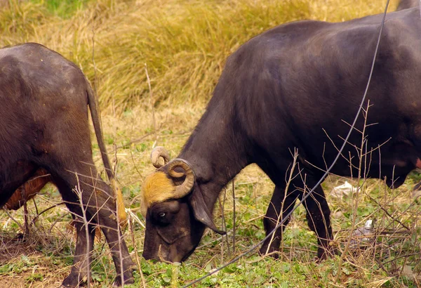 Domestic Asian water buffalo, black buffalo or Indiana Buffalo
