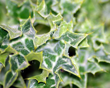 Süt devedikeni (Silybum marianum) syn Carduus marianus 