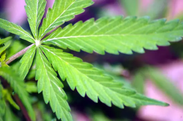 Tarlada yeşil marihuana yaprağı