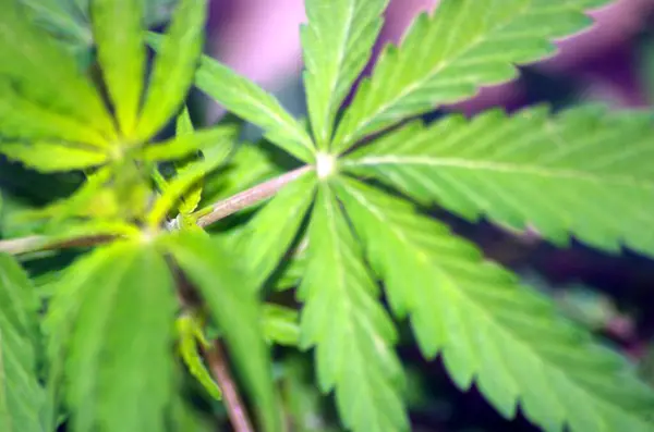 Tarlada yeşil marihuana yaprağı