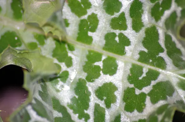 Süt devedikeni (Silybum marianum) syn Carduus marianus