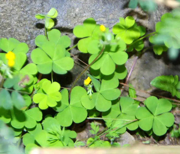 Sürünen Woodsorrel Oxalis 'in çiçeği kornilata çiçek açar. 