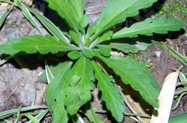 Elantir, Asteraceae kabilesine ait Conyza cinsine ait bir bitki türü.