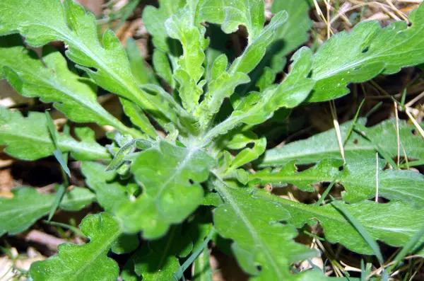 Elantir, Asteraceae kabilesine ait Conyza cinsine ait bir bitki türü.
