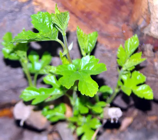 Morus, Moraceae familyasından çiçek açan bir bitki cinsi. 