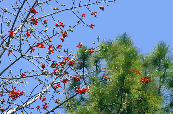 Kırmızı İpek Pamuk (veya Bombax Ceiba) Mavi gökyüzü çiçekleri