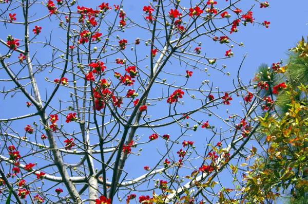 Kırmızı İpek Pamuk (veya Bombax Ceiba) Mavi gökyüzü çiçekleri