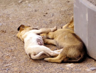 İkiz kardeş güzel renkli köpek yavrusu rahatlatıcı (2). JPGCription250