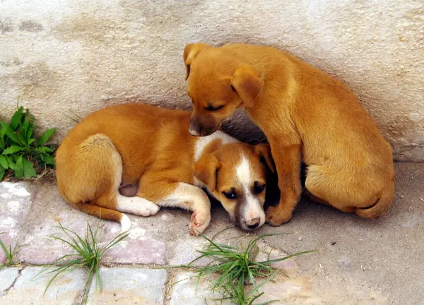 İkiz kardeş güzel renkli köpek yavrusu rahatlatıcı (2). JPGCription250