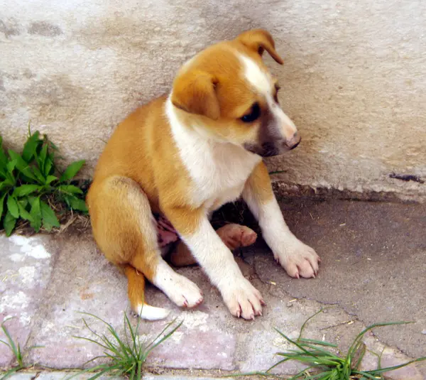 Zavallı, güzel, renkli yavru köpek.