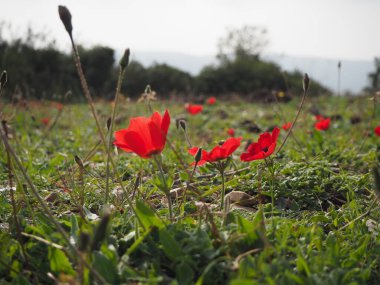 Spring anemones in the Carmel Nature Reserve, Haifa. 27 of January, 2023.