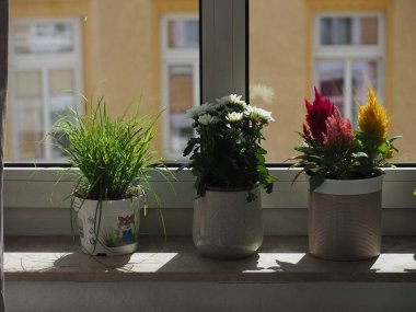 Pencerede ev bitkileri