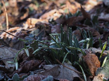 Soğuk, güneşli bir sabahta, buz parçalarıyla ormandaki ilk beyaz kar damlası.