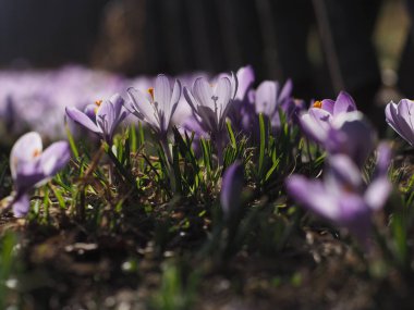 Bahçedeki ilk ilkbahar timsahları