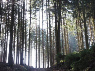 Sabah ormandaki ağaçlar