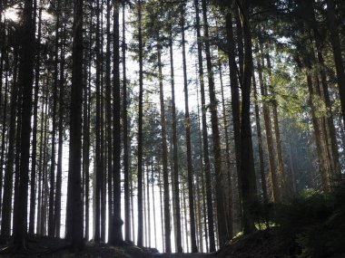 Sabah güzel bir orman