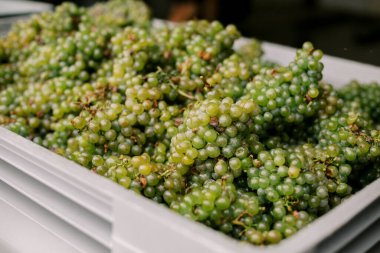 Gri bir sepetteki hasat işleminden sonra yeşil üzüm. Yüksek kalite fotoğraf