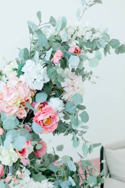 Okaliptüs gül hortensisi. Yüksek kalite fotoğraf