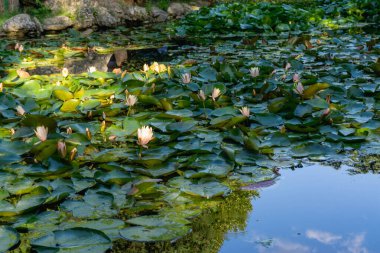 Gölette yeşil yapraklı beyaz nilüferler