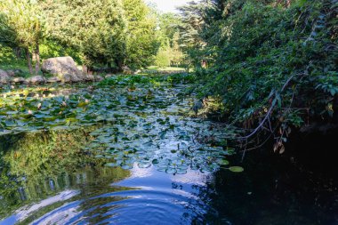 Gölette yeşil yapraklı beyaz nilüferler