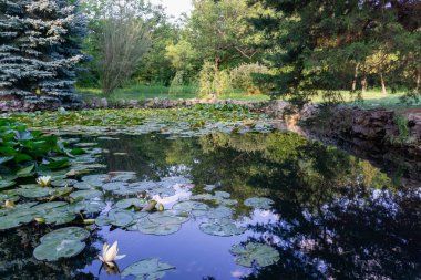 Gölette yeşil yapraklı beyaz nilüferler