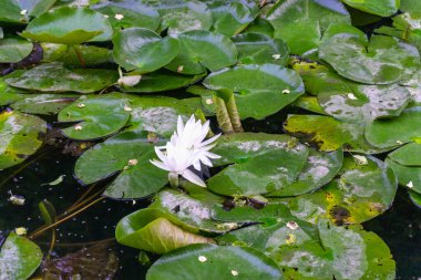 Gölette yeşil yapraklı beyaz nilüferler