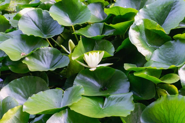 stock image white water lilies with green leaves in a pond