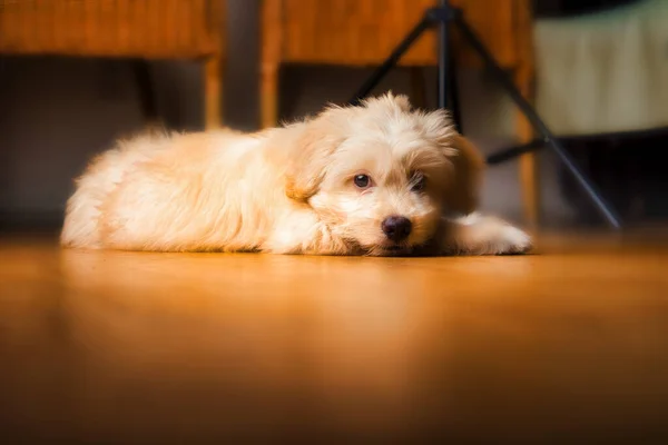 Close-up of a cute Maltipoo dog resting on the ground. High-quality photo