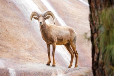 Hayvanat bahçesindeki koca boynuzlu koyun kameraya bakıyor. Yüksek kalite 4k görüntü