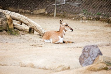 Los Angeles 'taki hayvanat bahçesinde dinlenen boynuzlu at. Yüksek kalite fotoğraf