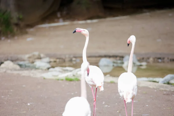 Flamingolar hayvanat bahçesinin içinde geziyorlar. Yüksek kalite fotoğraf