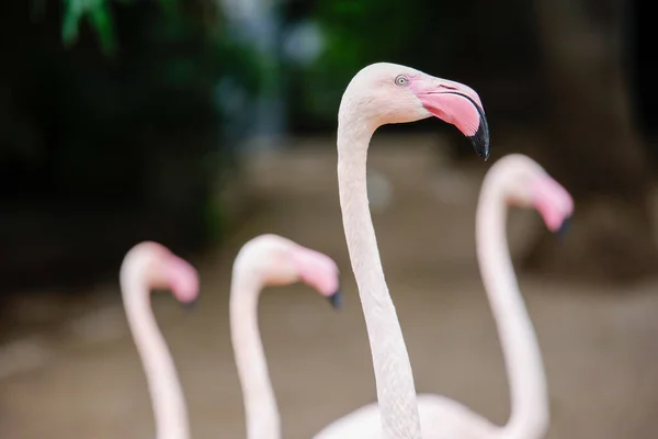 Flamingolar hayvanat bahçesinin içinde geziyorlar. Yüksek kalite fotoğraf